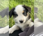 Small Photo #27 Australian Shepherd Puppy For Sale in EXETER, MO, USA