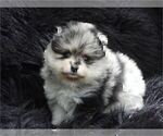 Small #3 Pomeranian