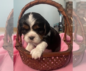 Cavalier King Charles Spaniel Puppy for sale in ALLENDALE, MI, USA