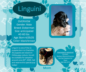 Doberman Pinscher Dogs for adoption in Rancho Cordova, CA, USA