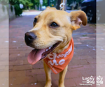 Small #12 Labrador Retriever Mix