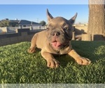 Small #37 French Bulldog