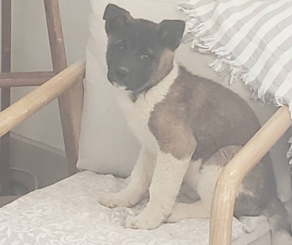 Medium Photo #2 Akita Puppy For Sale in WEST DES MOINES, IA, USA