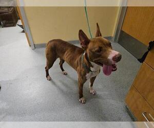 Mutt Dogs for adoption in Orange, CA, USA