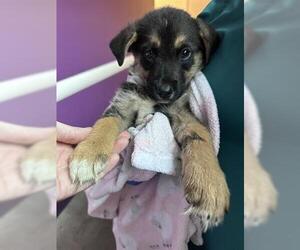 Australian Shepherd-German Shepherd Dog Mix Dogs for adoption in Houston, TX, USA