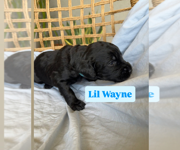Medium Photo #3 Goldendoodle Puppy For Sale in TUCSON, AZ, USA