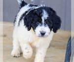 Puppy Molly Goldendoodle