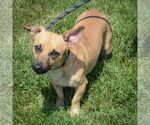 Small #1 Dachshund-Jack Russell Terrier Mix