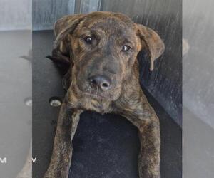 Mutt Dogs for adoption in San Antonio, TX, USA