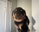 Small #8 Rottweiler