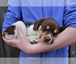 Small Photo #17 Labradinger Puppy For Sale in LISLE, NY, USA