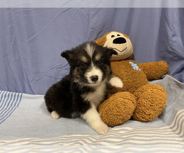 Medium Photo #1 Australian Shepherd-Unknown Mix Puppy For Sale in Modesto, CA, USA