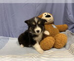 Small Australian Shepherd Mix