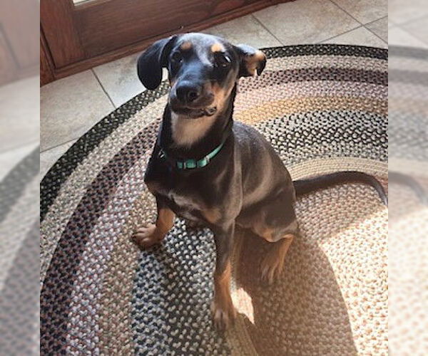 Medium Photo #2 Mutt Puppy For Sale in Genesee, WI, USA