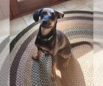 Small #1 Mutt