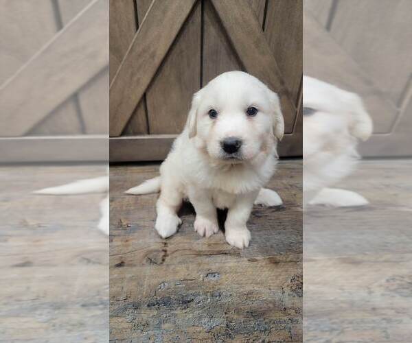Medium Photo #2 Great Pyrenees Puppy For Sale in SHADE GAP, PA, USA