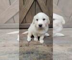 Small Photo #2 Great Pyrenees Puppy For Sale in SHADE GAP, PA, USA