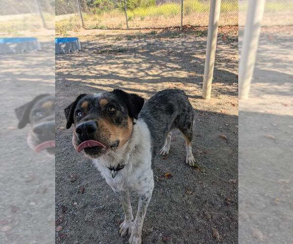 Medium Photo #1 Australian Shepherd-Unknown Mix Puppy For Sale in Santa Barbara, CA, USA
