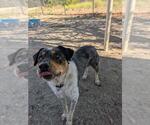 Small Australian Shepherd Mix