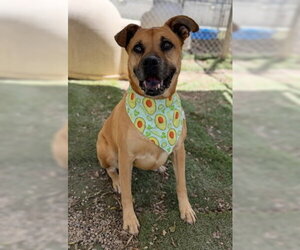 Amber - Female Boxer-Unknown Mix Dog for Adoption - Photo #5