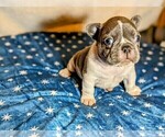 Small Photo #3 French Bulldog Puppy For Sale in ELM GROVE, WI, USA