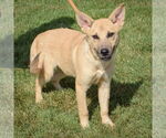 Small #4 Shepradors