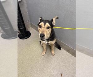 German Shepherd Dog-Unknown Mix Dogs for adoption in Las Vegas, NV, USA