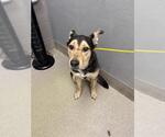 Small German Shepherd Dog Mix