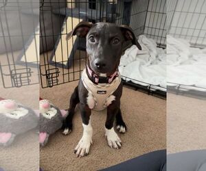 Mutt Dogs for adoption in Cliffwood, NJ, USA