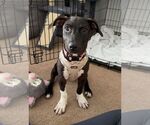 Sakki - Female Mutt Dog for Adoption - Small photo