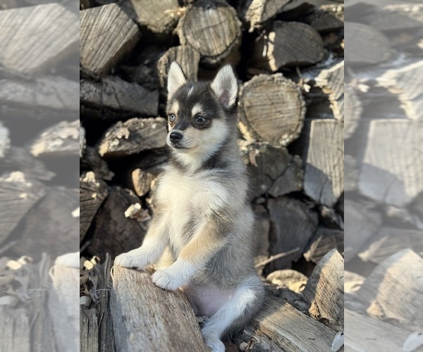 Medium Photo #7 Alaskan Klee Kai-Pomsky Mix Puppy For Sale in STAPLES, MN, USA