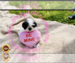 Small Photo #1 Shih Tzu Puppy For Sale in ATHENS, GA, USA