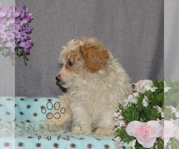 Medium Photo #2 Poovanese Puppy For Sale in RISING SUN, MD, USA