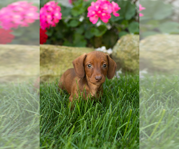 Medium Photo #4 Dachshund Puppy For Sale in MILLERSBURG, IN, USA