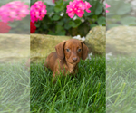 Small #3 Dachshund