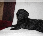 Small #1 Goldendoodle