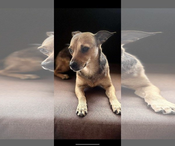 Medium Photo #1 Chihuahua-Unknown Mix Puppy For Sale in Dallas, TX, USA