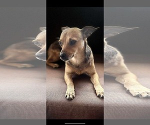 Chihuahua-Unknown Mix Dogs for adoption in Dallas, TX, USA