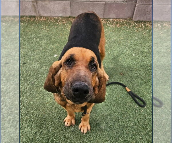 Medium Photo #2 Bloodhound-Unknown Mix Puppy For Sale in Lakewood, CO, USA