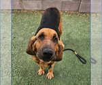 Small #1 Bloodhound Mix