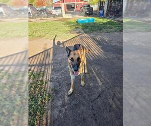 German Shepherd Dog Dogs for adoption in Riverside, CA, USA