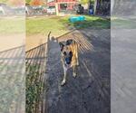 Small German Shepherd Dog