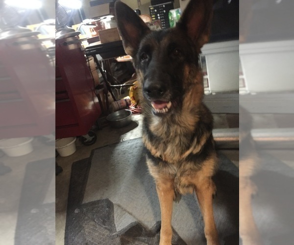 Medium Photo #1 German Shepherd Dog Puppy For Sale in HOUSTON, TX, USA