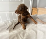 Small Photo #3 Doberman Pinscher Puppy For Sale in RICHMOND, CA, USA
