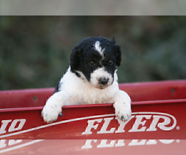Medium Photo #2 Pyredoodle Puppy For Sale in EATONTON, GA, USA