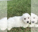 Small #1 Bichon Frise