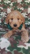 Small #5 Goldendoodle