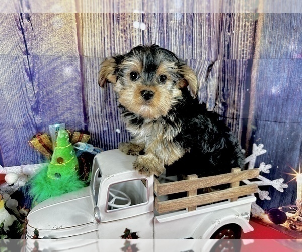 Medium Photo #4 Morkie Puppy For Sale in CASSVILLE, MO, USA