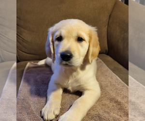 Golden Retriever Puppy for sale in CARLTON, GA, USA