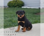 Small #1 Rottweiler